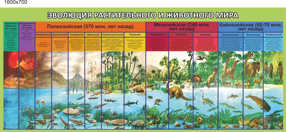 Составьте развернутый план параграфа эволюция растений