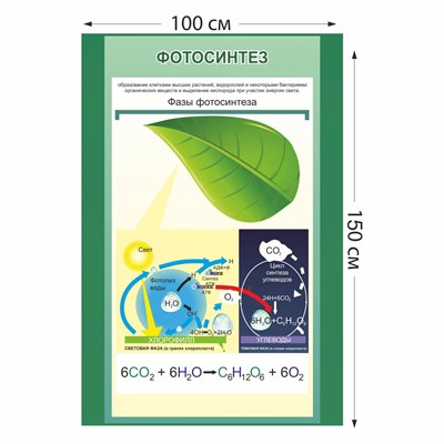 Стенд "Фотосинтез" пластик 3 мм размер 1000 х 1500 мм
