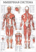 Стенд "Мышечная система" формат А2 594 х 420мм, пластик 3мм